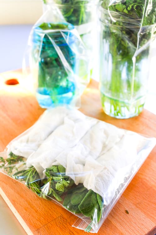 Hierbas aromáticas enrolladas en papel toalla y envasadas en bolsas para congelar con cierre.