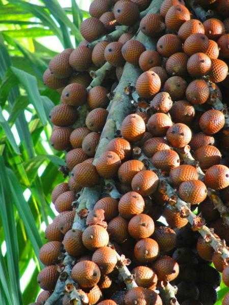 ¡El burití o fruto de la palma de lona (o aguaje) es en sí mismo una cura vitamínica!