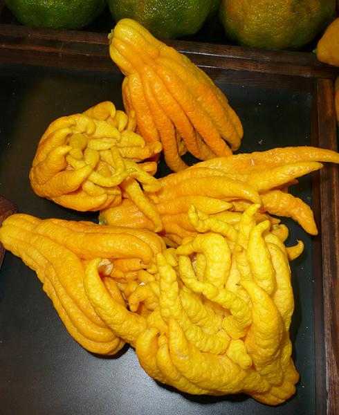 una fruita anomenada mans de Buda
