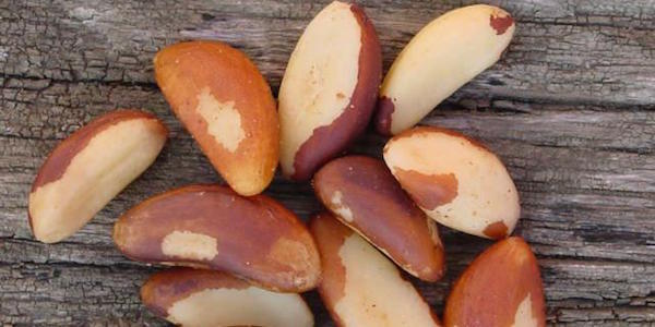 ¿Sabías que comer nueces de Brasil puede ayudarte a perder peso?