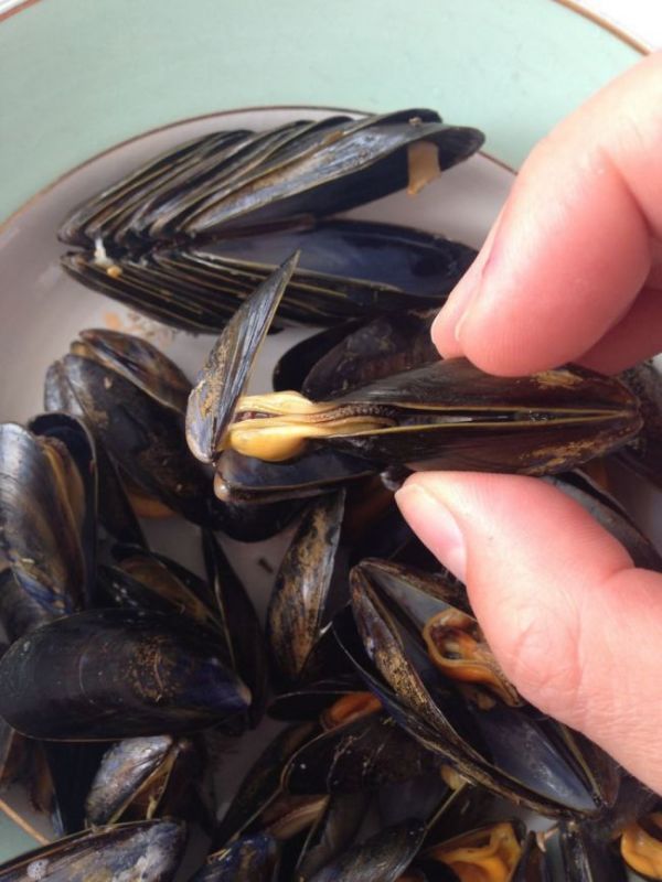 Use an empty mussel shell as a clamp to eat