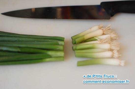 Cortar la cebolla desde la raíz, dejando 2 cm.