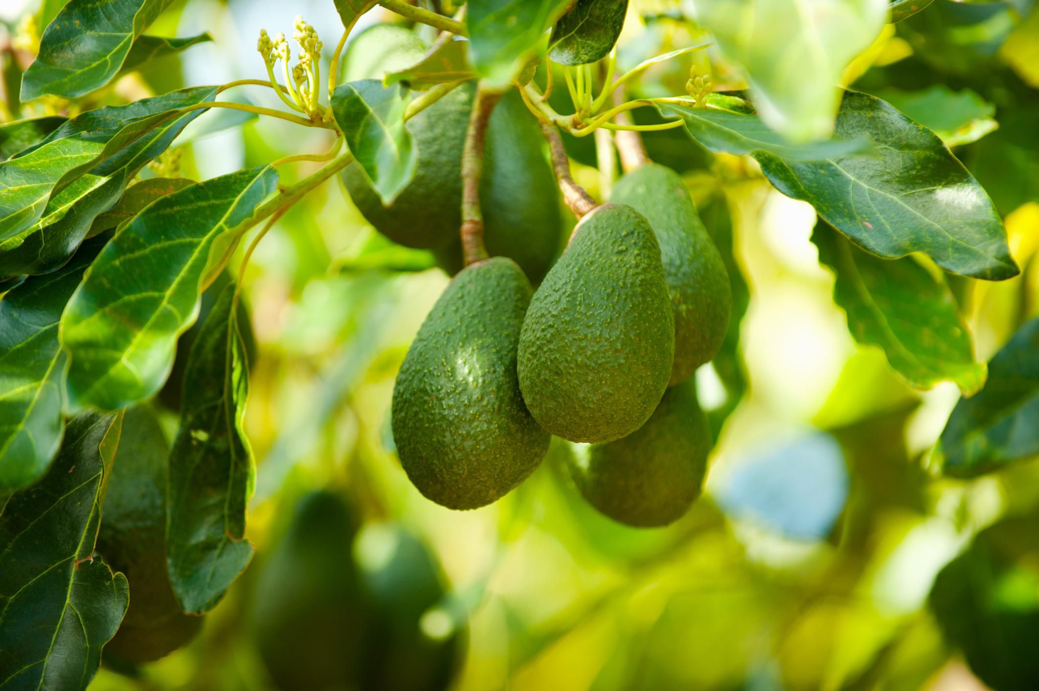 Narito ang Paano Magtanim ng Avocado Tree mula sa Avocado Kernel.