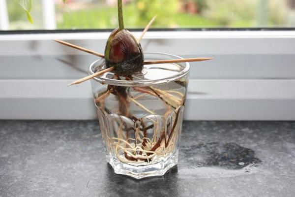 Semilla de aguacate con raíz en un vaso de agua junto a la ventana