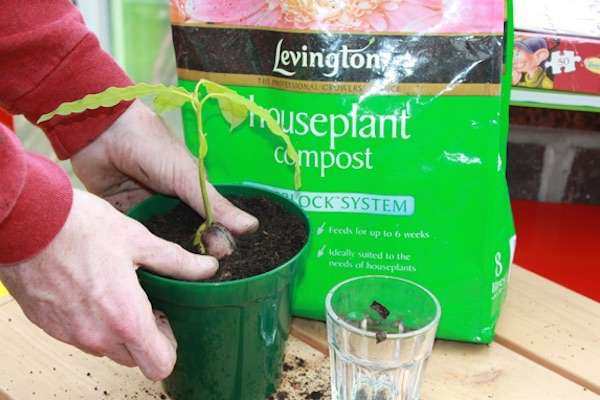 Χρησιμοποιήστε χώμα γλαστρών πλούσιο σε χούμο για να προωθήσετε την ανάπτυξη του αβοκάντο