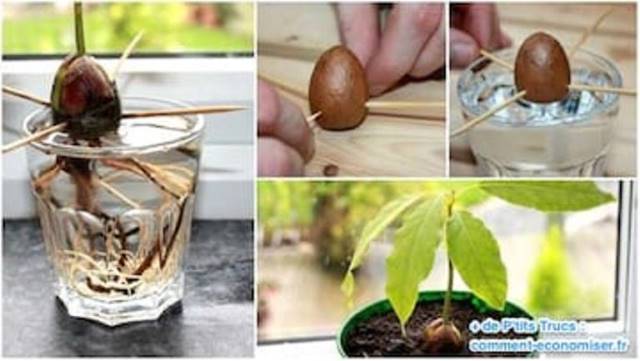 Hvordan dyrke en avokado fra en grop