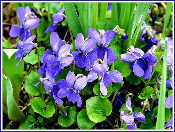 flors comestibles de violetes silvestres