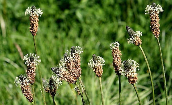 Flors de plàtan en un camp que es poden menjar en amanides