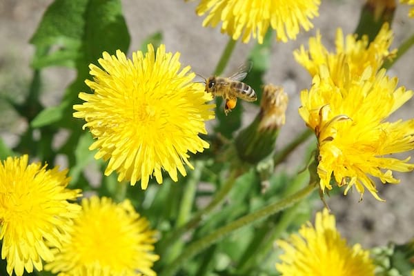 una abeja viene a alimentarse de flores de diente de león