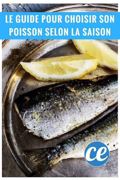 la guía para elegir el pescado adecuado según la temporada con consejos y recetas