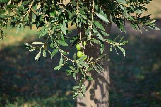 Les fulles d'olivera es poden utilitzar com a antibiòtic i antioxidant
