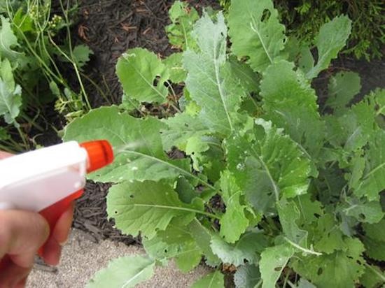 hacer un insecticida para plantas con el jabón sobrante