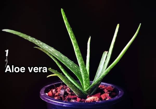  an aloe vera plant in a pot