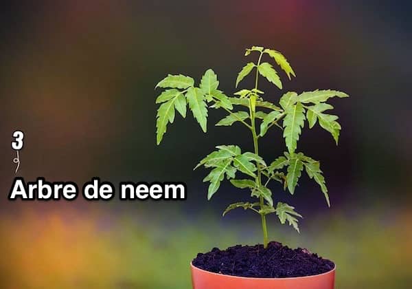a neem tree in a red pot