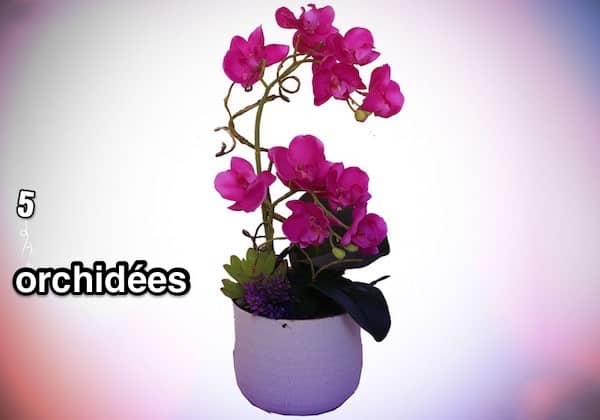 en lyserød orkidé i en gryde