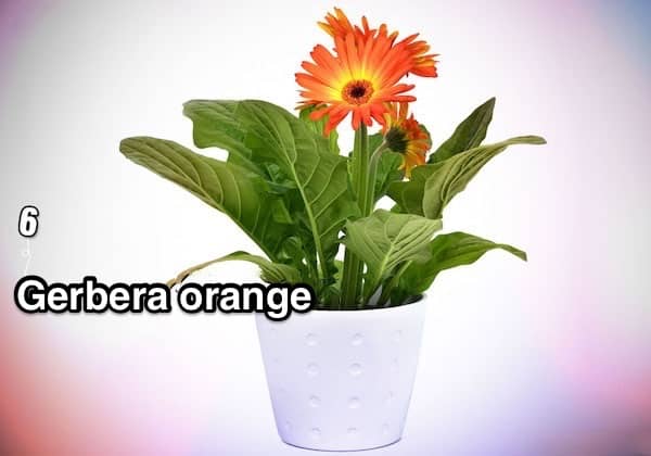 an orange gerbera in a white pot