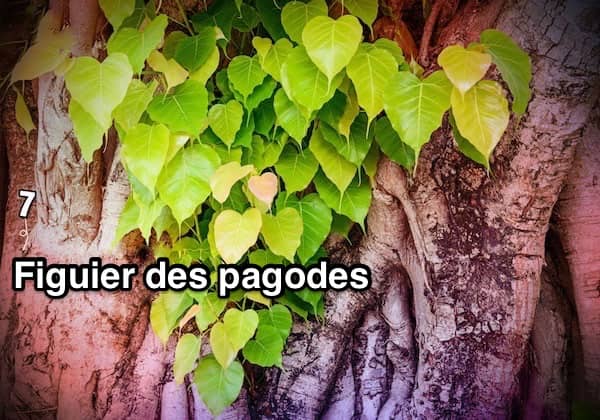 pagoda hojas de higuera en un tronco