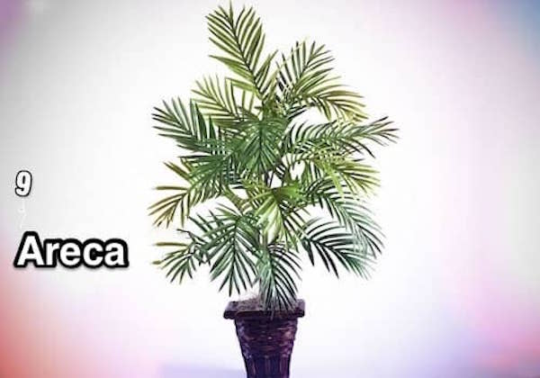 een areca-palm of areca-palm in een pot