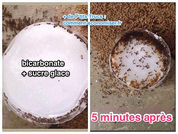 El bicarbonato de sodio es un repelente de hormigas eficaz contra las hormigas