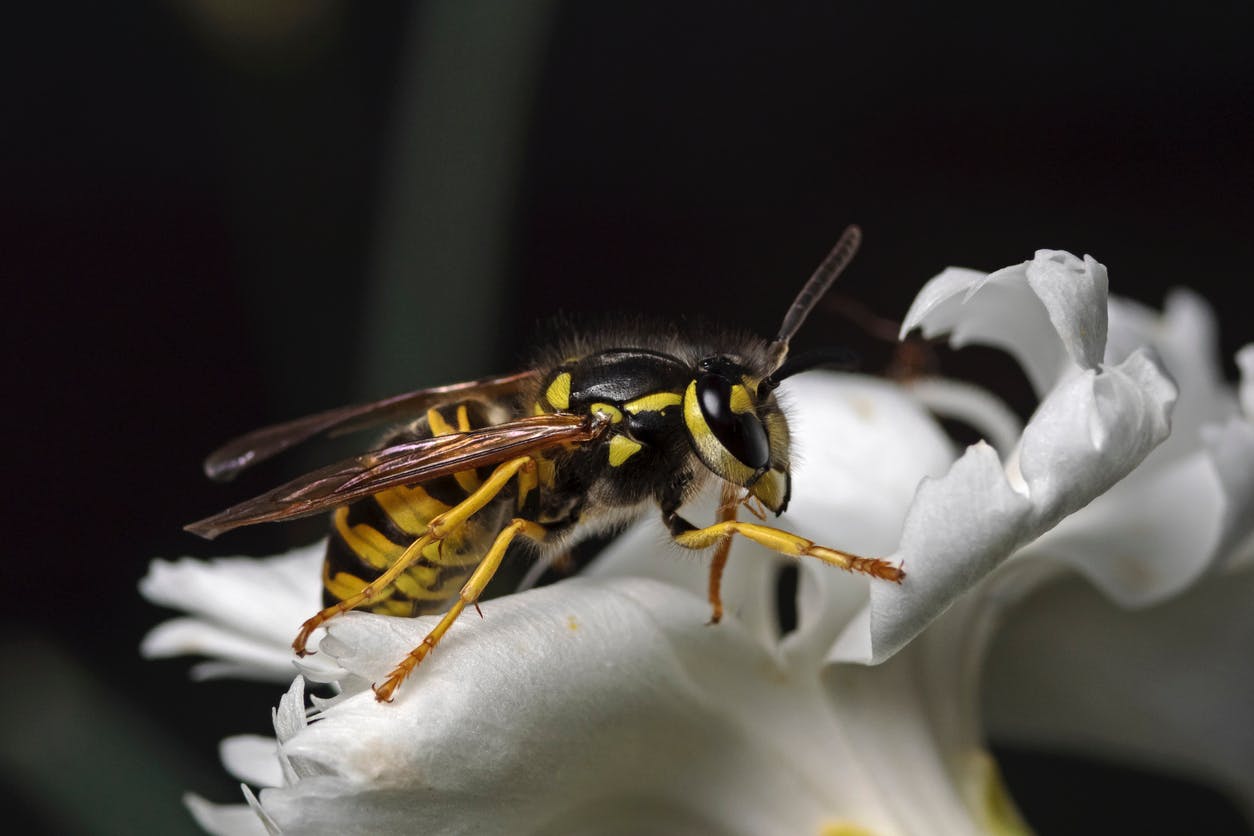 עקיצת דבורים: 14 התרופות הטובות ביותר לדעת.