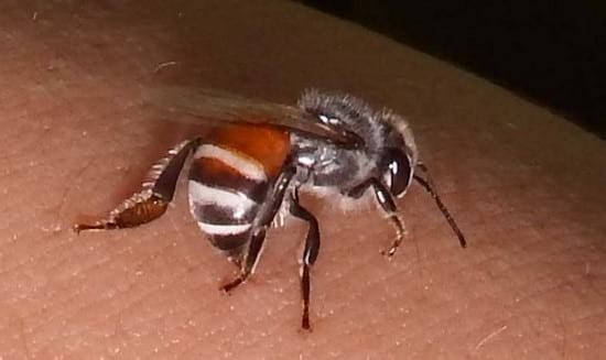 picadura de abeja como aliviar
