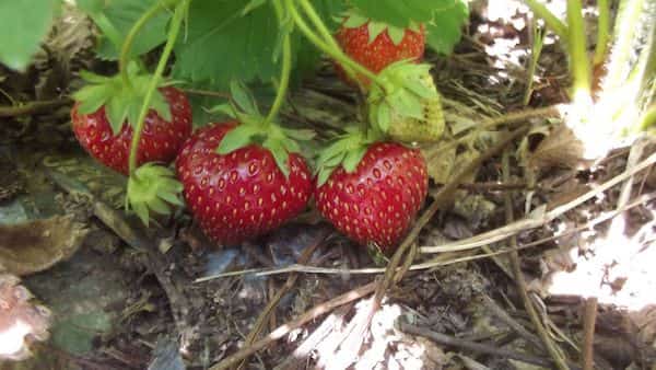 स्ट्रॉबेरी सबसे अधिक कीटनाशकों से प्रदूषित फल है