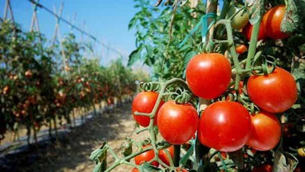 Los tomates españoles tienen muchos pesticidas