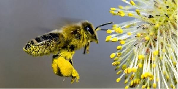 why do a pollen cure