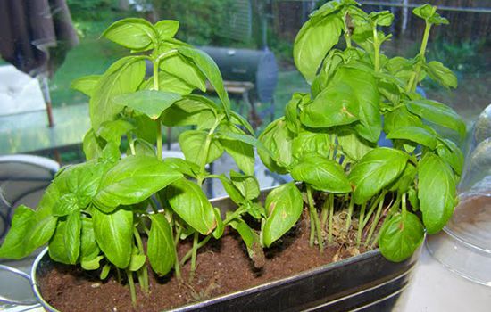 grow basil at home