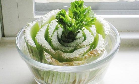 regrow celery at home