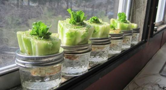 cultivar ensaladas en casa