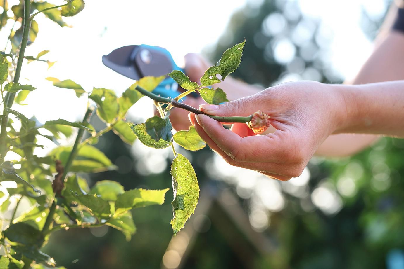 Behøver ikke længere at købe hvidløg! Her er, hvordan du dyrker en uendelig bestand af det derhjemme.