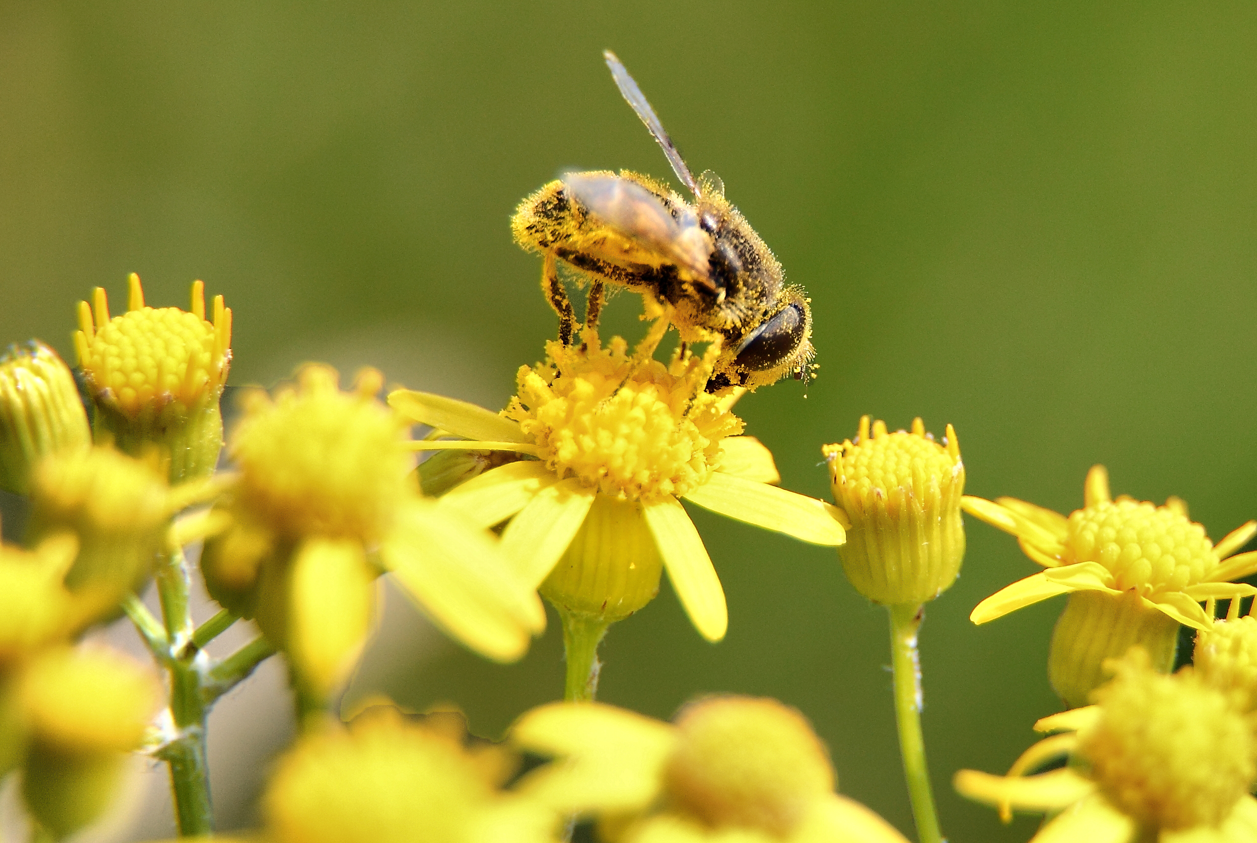 6 virtudes del polen que NADIE Conoce.