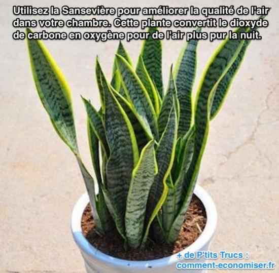 استخدم Sansevière لتحسين جودة الهواء في غرفة نومك. يحول هذا النبات ثاني أكسيد الكربون إلى أكسجين لمزيد من الهواء ليلاً.