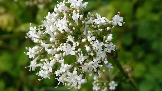 La valeriana és una planta natural amb propietats sedatives.