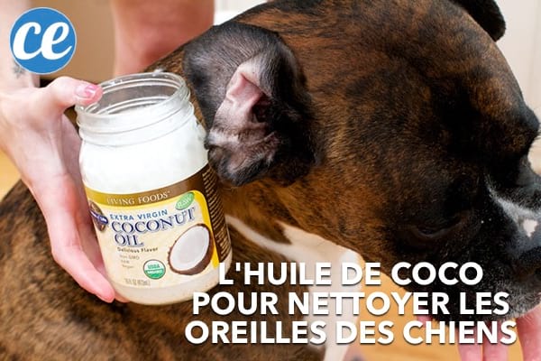 Aceite de coco para limpiar las orejas de un perro.