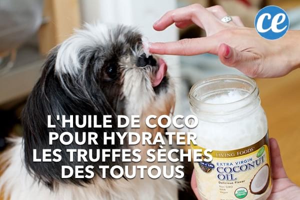 Una mà aplicant oli de coco per hidratar el nas esquerdat d'un gos amb la cara aplanada.