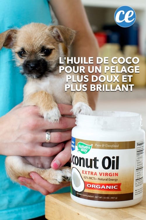 El aceite de coco es bueno para los abrigos de los perros.