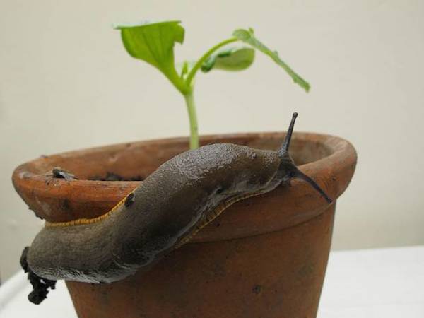 Com mantenir els llimacs allunyats de les plantes amb marc de cafè