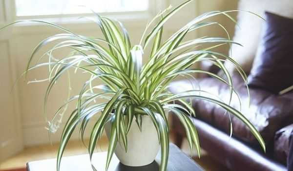 La planta araña es una planta desinfectante para interiores.