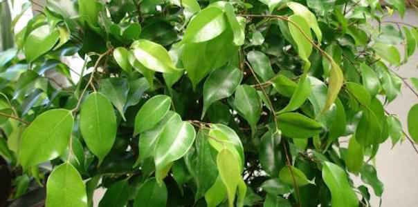 Ficus es una planta que limpia el aire.