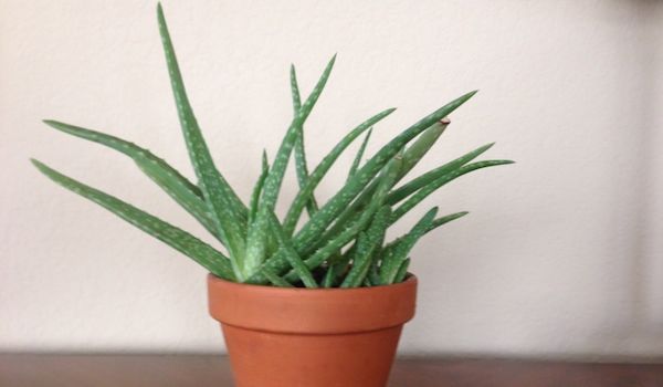 La planta d'Aloe Vera és una planta que neteja l'aire