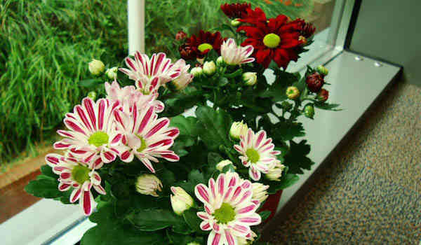 Chrysanthemums হল একটি অন্দর দূষণকারী উদ্ভিদ
