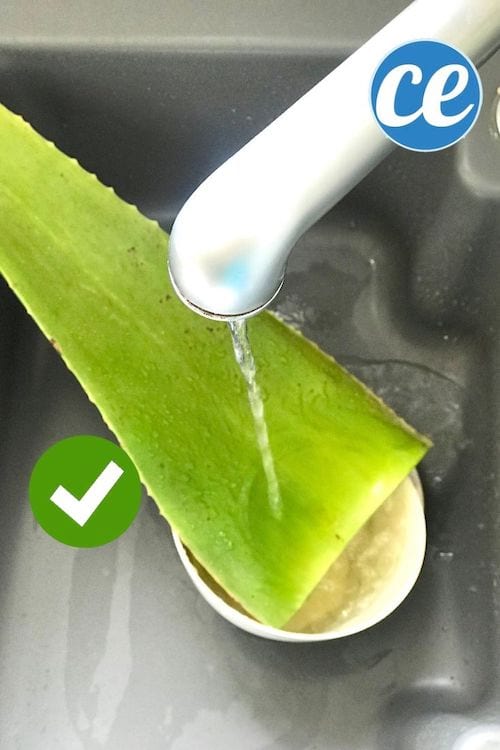 Limpiar la hoja de aloe vera con agua para eliminar la aloína.