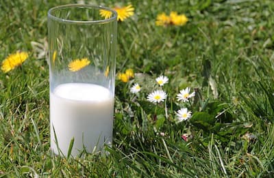 Juo rasvatonta maitoa, joka sisältää kalsiumia