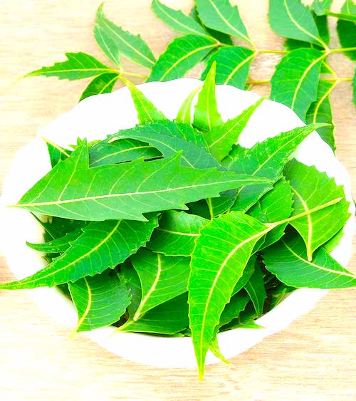 Amb les fulles de neem, podeu combatre la caspa de manera natural.