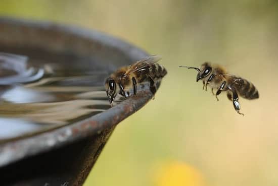 Bier drikker vand