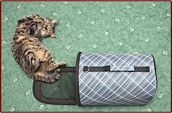 قطة تلعب بحقيبة حملها ولا تخشى السفر