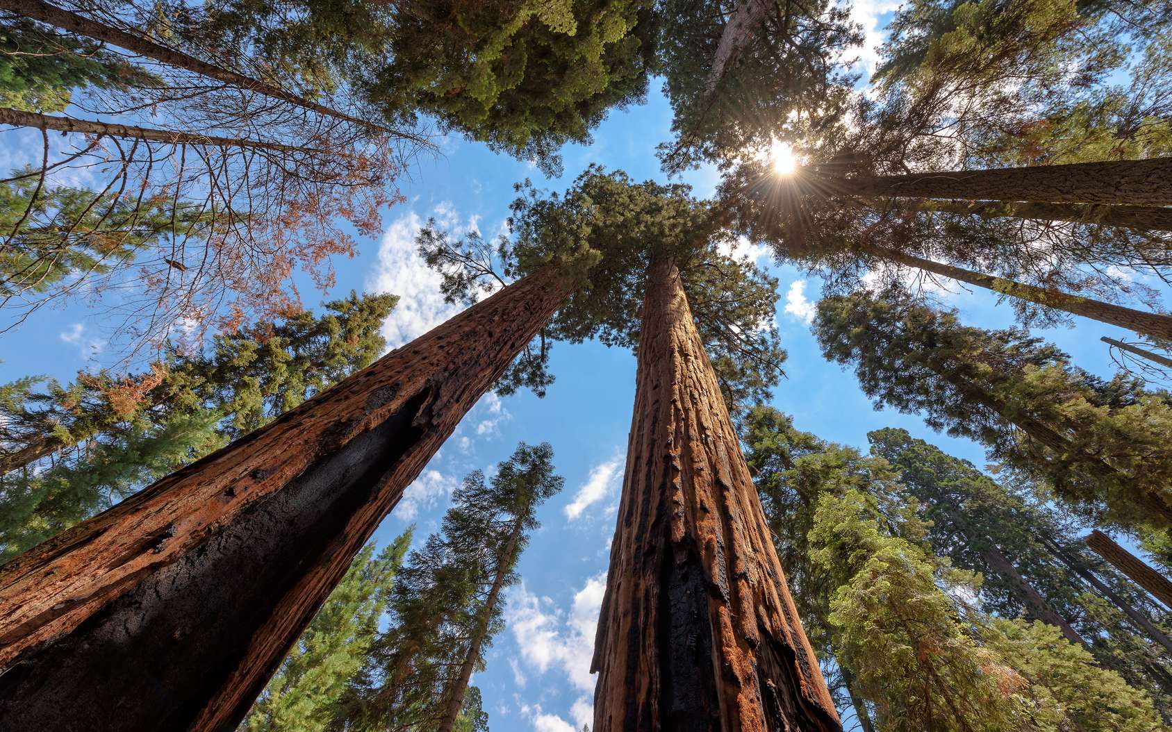 Els 10 arbres més increïbles del món.